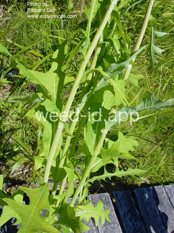 lettuce, biennial